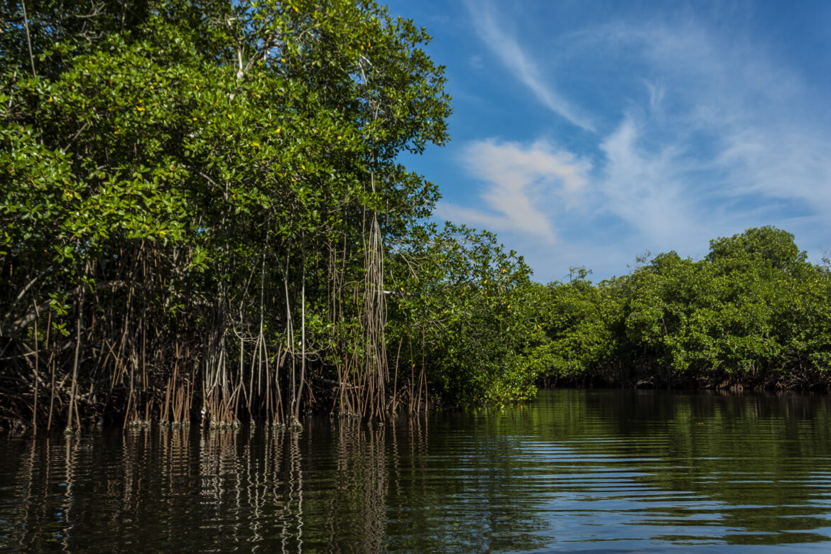 Manglar Colombiano